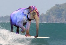 elephant