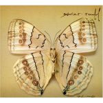 white_moth