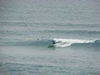 surf